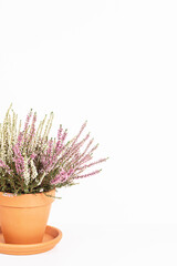 Blooming heather Calluna vulgaris in flower pot over white background