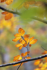 Autumn beech leaves, decorate a beautiful nature background