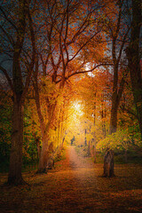 Autum woodlands in orange color