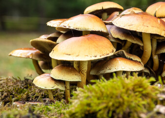 Mushrooms with green background