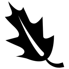 
A leaf with multiple veins inside having heart like shape called beech leaf 
