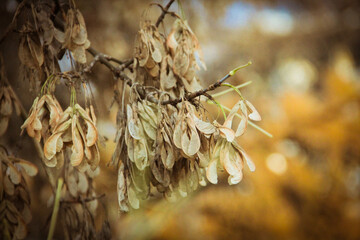 autumn leaves on a tree