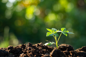 young tree growing in garden with sunlight and bokeh background.