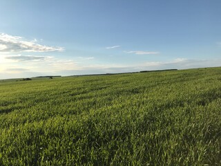 green wheat field of Russia
