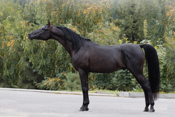 Beautiful black arabian horse with a long white mane stands on natural summer background, profile side view, exterior