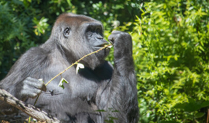 gorilla eating grass