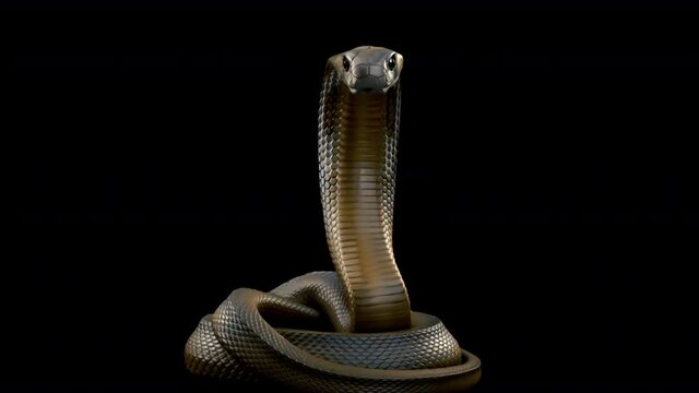 A king cobra snake rising from its sleep, standing tall and hissing at the viewer, then biting the camera multiple times before returning to its sleep - seamless looping.