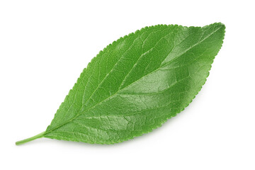 Fototapeta na wymiar plum leaf isolated on a white background with clipping path and full depth of field. Top view. Flat lay