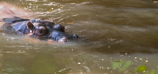 hippopotamus swimming in the water