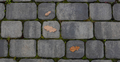 Fallen leaves with water drops on the sidewalk,top view. Blocks of the sidewalk pattern, details of the stone-lined path