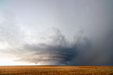 Wheat field with supercell storm clouds and thunderstorm