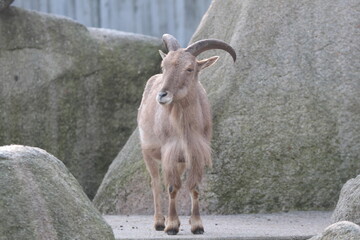 Steinbock, Natur, Nature, wild, Afrika, Mountain, Berg, capricorn,  bighorn, wilde Tiere, Animals,...