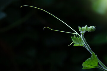 shoots and tendrils of fresh pumpkin plants