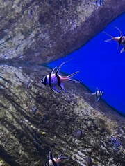 Fish in the aquarium © Angelina