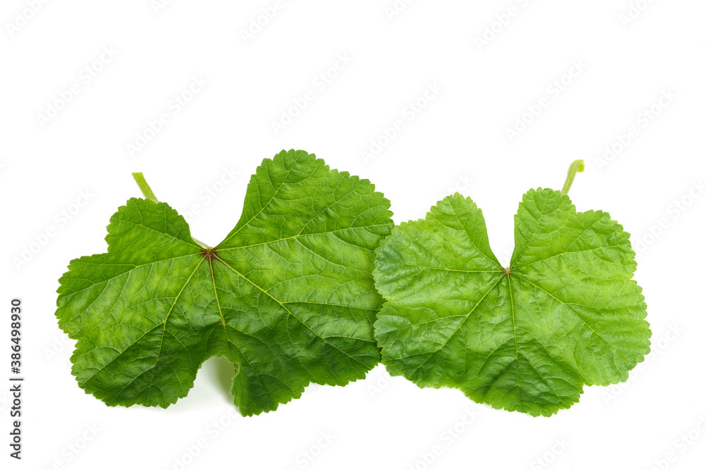 Wall mural mallow leaves