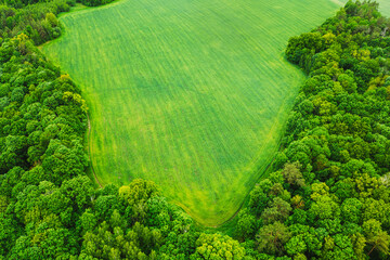 Aerial View Spring Green Field And Forest Landscape. Top View Of Field And Forest Belt. Bird's Eye View