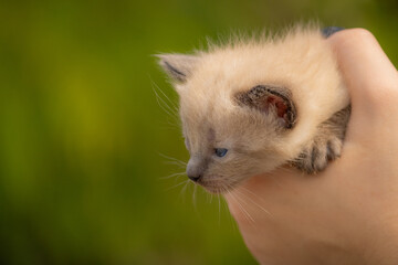 Gatinho siamês de olhos azuis olhando para baixo