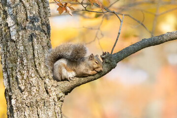 Cute squirrel is sleeping on the tree