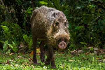 Bearded pig in Borneo Bako national park Malaysia.