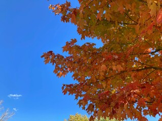 autumn leaves against blue sky