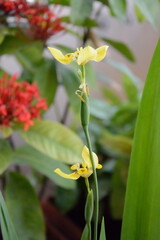 yellow flowers in the balcony garden 