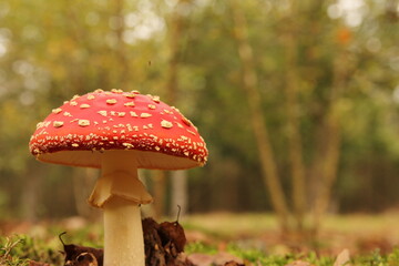 a beautiful red fly agaric mushroom closeup with a soft forest landscape in the background in autumn