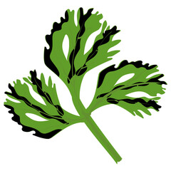 
Graphic showing a leafy vegetable branch with three leaves i e varian in shape with hole inside, a concept for coriander icon 
