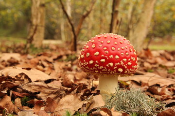 a little red fly agaric mushroom closeup with white dots in a brown forest in autumn with leaves and trees