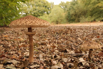 two big parasol mushrooms between brown leaves and trees with green leaves in the background in the...