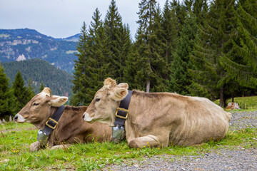 Fototapeta na wymiar zwei braune Kühe auf einer Wiese