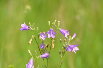 Siberian bells (Campanula sibirica) bloom among wild herbs
