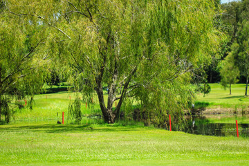 Pond, green grass, golf course, trees and birds on a summer's day.