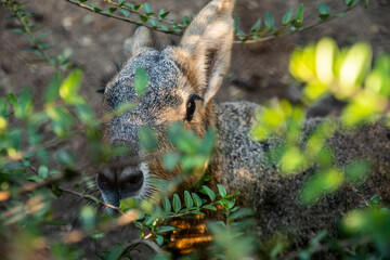 Wild patagonian mara with green leaves in front of it. A curious patagonian mara next to tree leaves.