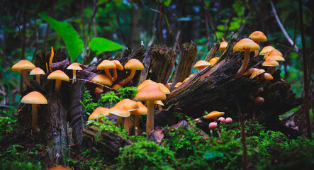 Mushrooms on a root in the forest