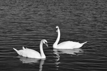 White swans