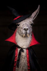 Llama dressed like Dracula for Halloween party © Rita Kochmarjova