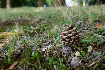 pine cone on the ground