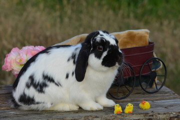 Black and White Holland Lop Bunny Rabbit