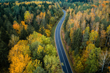 narrow black road twisting between trees