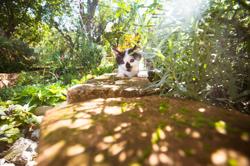 Obraz premium lovely cat hiding in green plants and flowers in beautiful garden