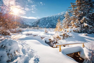 Rolgordijnen Fantastic winter landscape with spruces covered in snow. © Leonid Tit