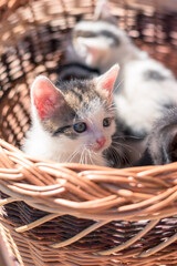 Fototapeta na wymiar cute cat babies in the wooden basket