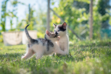 two animal cat friends playing together outdoors in the park