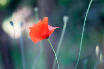 poppy