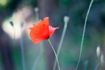 poppy