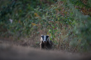 badger in the environment 