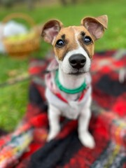 jack russell terrier