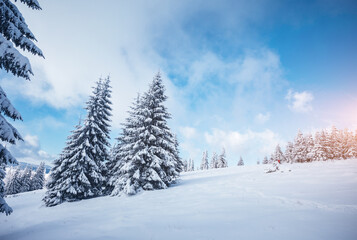 Perfect winter landscape with covered snow trees.