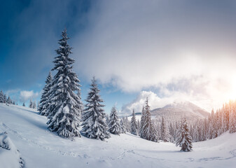Perfect winter landscape with covered snow trees.