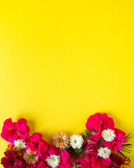 White, orange, pink and red chrysanthemum  on a yellow background. Autumn flowers on a yellow background. Flat lay, top view
